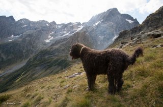 Alpage du Valgaudemar, chien de race Berger de Crau. Hautes-Alpes