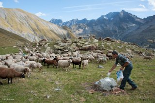 Alain, berger dans le Valgaudemar donne du sel aux brebis. Hautes-Alpes