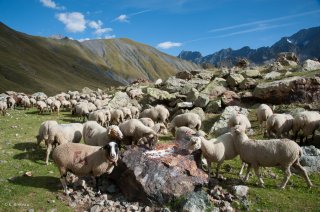 Alpage du Valgaudemar, les brebis mangent le sel. Hautes-Alpes