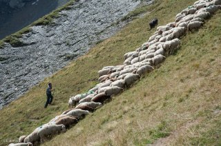 Alain et son troupeau dans le Valgaudemar. Hautes-Alpes