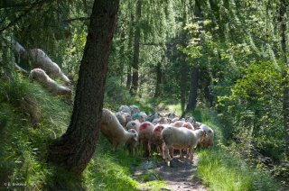 Troupeau de moutons de race Basco Béarnaise
