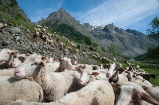 Brebis et agneaux au pied de l'alpage. Champsaur, Hautes-Alpes