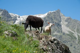Brebis et agneau. Champsaur, Hautes-Alpes