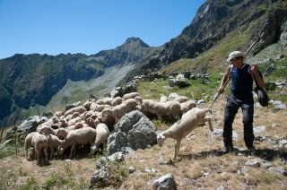 Henri, éleveur dans le Valgaudemar soigne ses brebis. Hautes-Alpes
