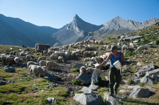Gilles, éleveur du Champsaur, donne le sel à ses brebis en alpage. Hautes-Alpes