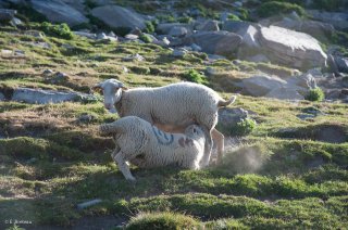 Un agneau tète sa mère. Alpage du Champsaur, Hautes-Alpes