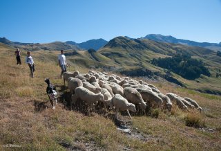 Sébastien, éleveur avec un lot d'agneaux. Champsaur, Hautes-Alpes