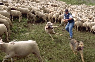 Alpage au col d'Allos, Pascal, berger, attrape une brebis boiteuse pour la soigner. Alpes de Haute Provence