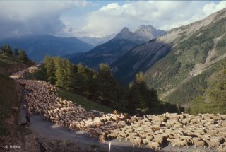 Transhumance des frères Menut, descente du col d'Allos. Alpes de Haute Provence
